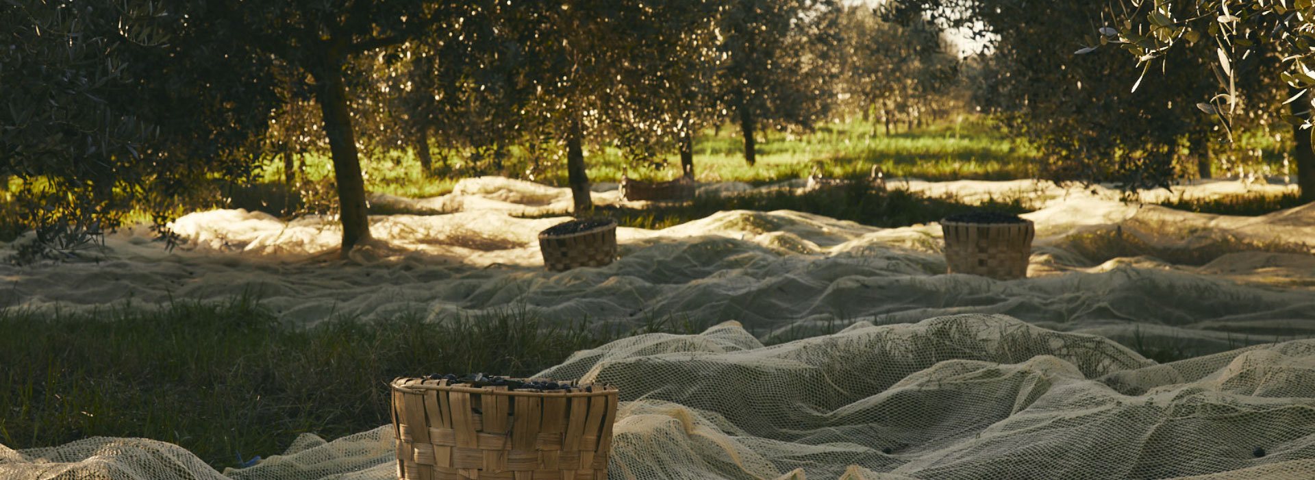 Filippo Berio Heritage